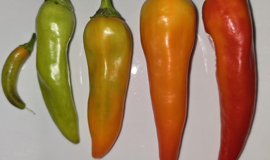 Different colour gradients and growth stages of peppers I grew.