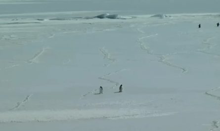 Disoriented or deranged penguin wanders off into the Antarctic interior. With more than 5000 kilometers ahead, he is heading towards certain death
