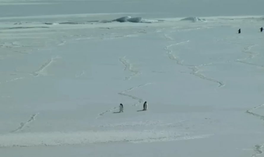 Disoriented or deranged penguin wanders off into the Antarctic interior. With more than 5000 kilometers ahead, he is heading towards certain death