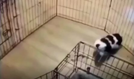 Dog find a clever way to escape pen