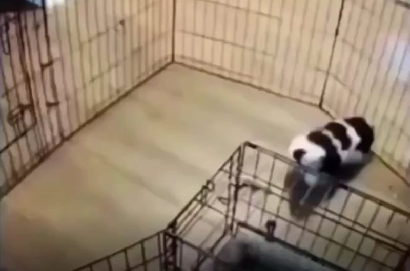 Dog find a clever way to escape pen