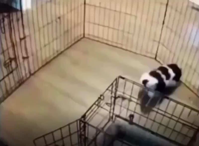 Dog find a clever way to escape pen