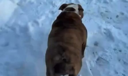 Dog living his best life as a sled. Sliiiiiiiide