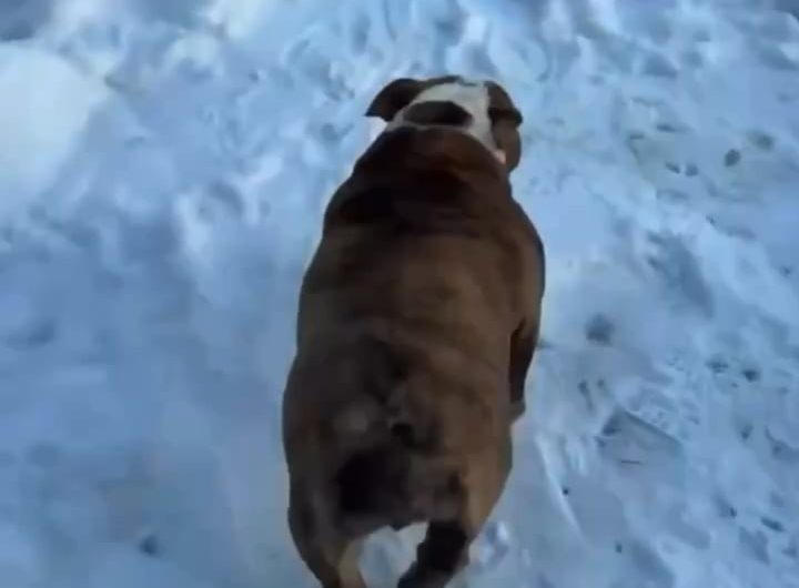 Dog living his best life as a sled. Sliiiiiiiide