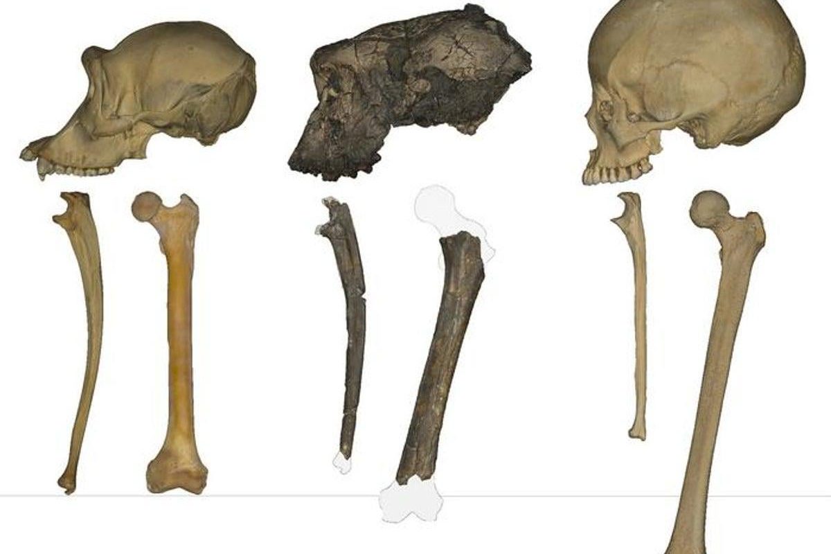 Earliest Human Ancestor May Have Walked on Two Legs