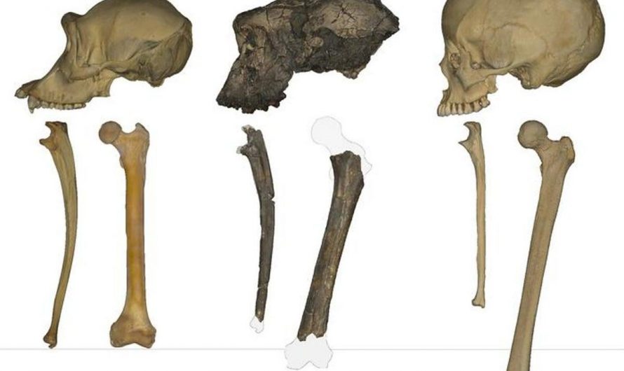 Earliest Human Ancestor May Have Walked on Two Legs