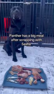 Eating +100 grams of raw proteins under 50 seconds