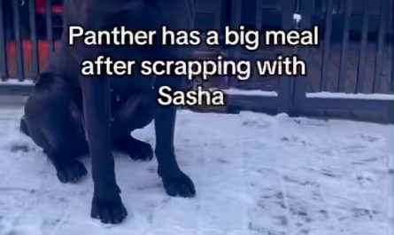 Eating +100 grams of raw proteins under 50 seconds