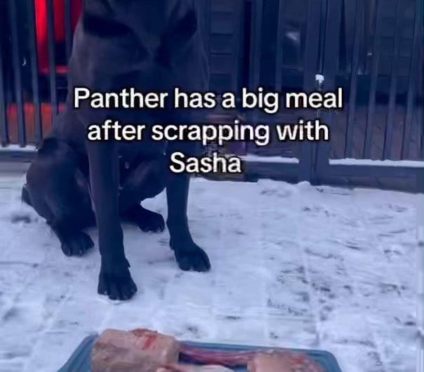 Eating +100 grams of raw proteins under 50 seconds