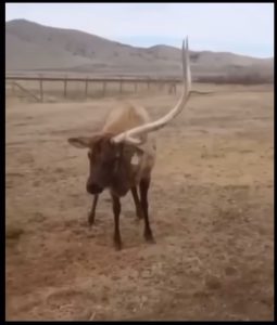 Elk naturally shedding one Antler!