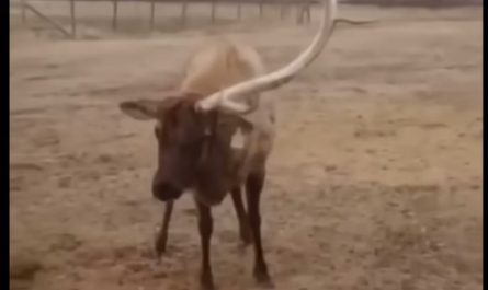 Elk naturally shedding one Antler!
