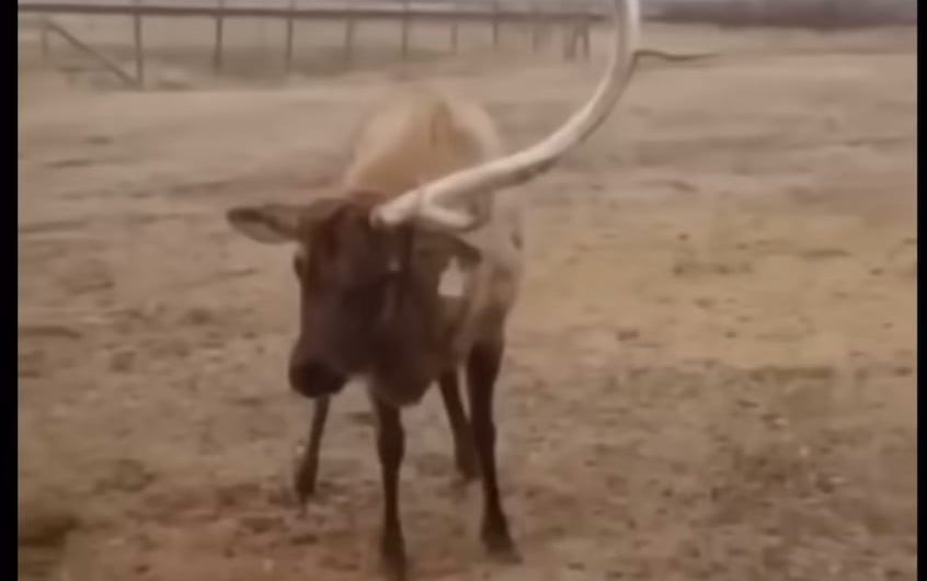 Elk naturally shedding one Antler!