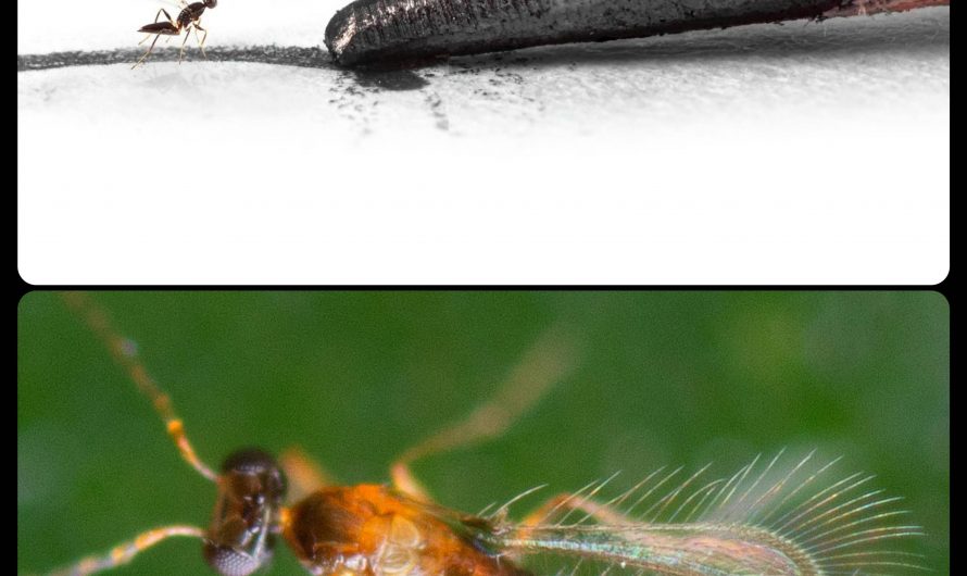 Fairy Wasps: the wasps of this genus are the world’s smallest known insects, with some species measuring as little as 0.139mm (139 microns) long, which is roughly the size of a human egg cell