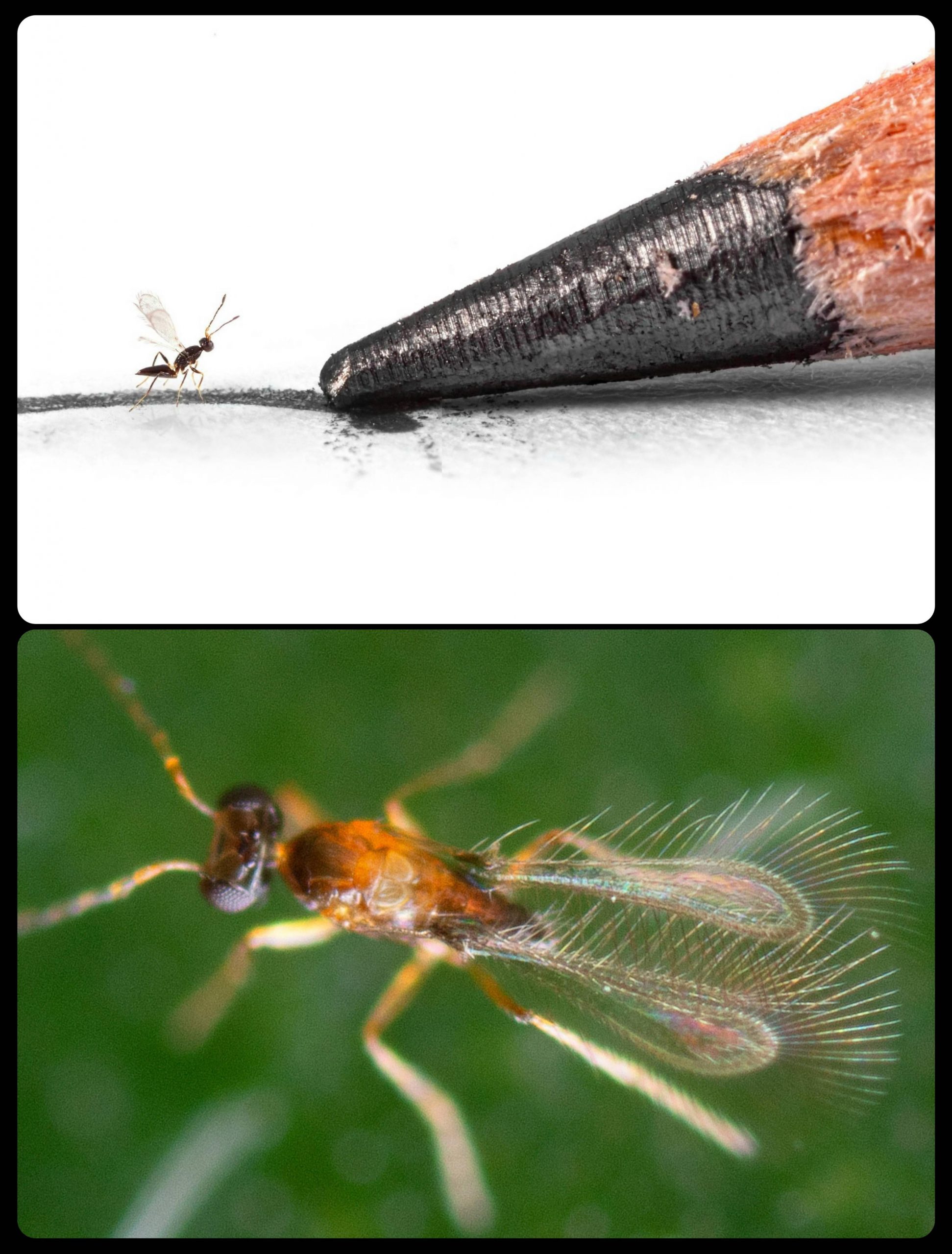 Most Smallest Insect Fairy Wasps: the wasps of this genus are the world’s smallest known ...