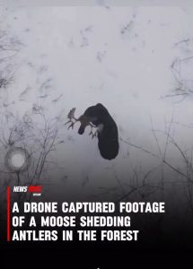 Footage of a Moose Shedding Antlers in the forest!!
