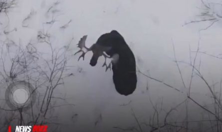 Footage of a Moose Shedding Antlers in the forest!!