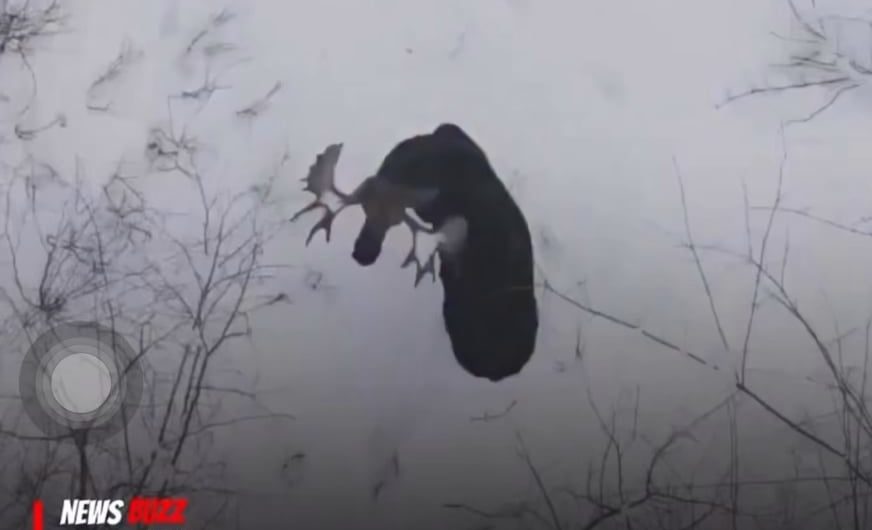 Footage of a Moose Shedding Antlers in the forest!!