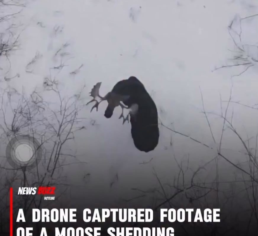 Footage of a Moose Shedding Antlers in the forest!!