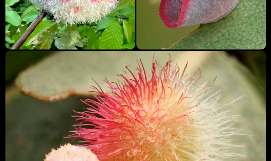 Gall wasps produce a chemical that triggers abnormal cell growth in plants, causing the plants to grow these strange-looking structures around the wasp’s larvae; the structures then provide both shelter and sustenance for the larvae until they reach maturity