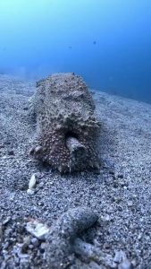 Giant Sea Cucumber poops freshly digested sand