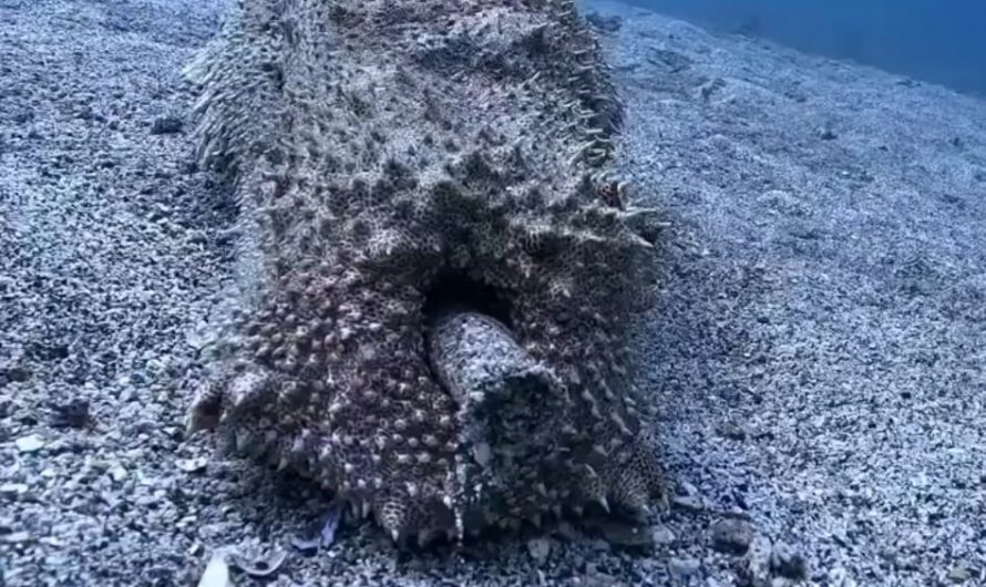 Giant Sea Cucumber poops freshly digested sand