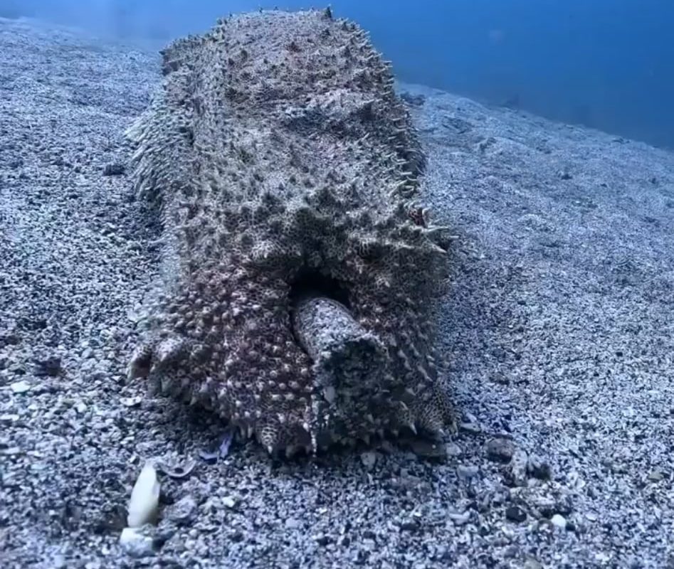 Giant Sea Cucumber poops freshly digested sand