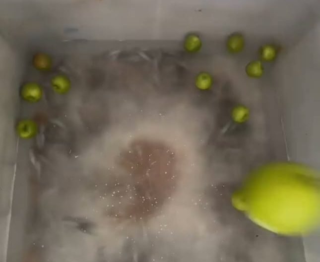 Giant ice block for the polar bears