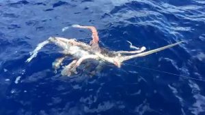 Giant squid feeds on hooked swordfish