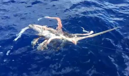 Giant squid feeds on hooked swordfish