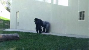 Gorilla play fighting with his son