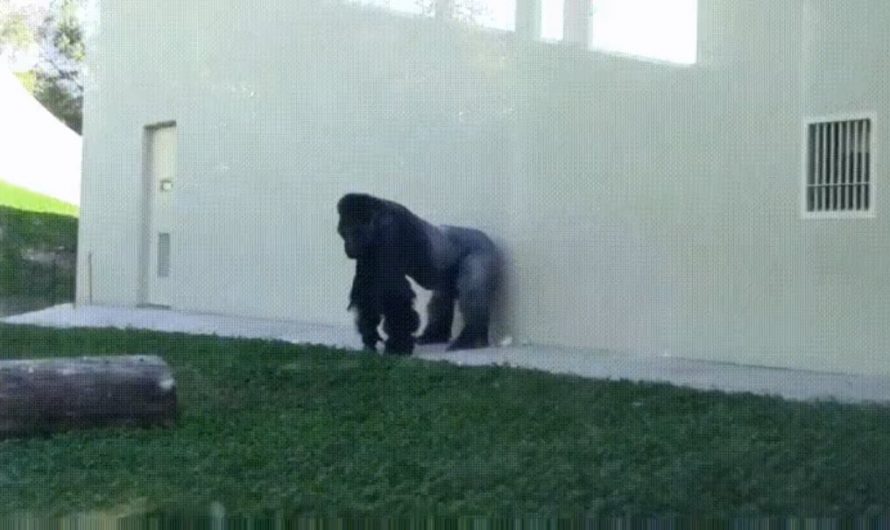 Gorilla play fighting with his son