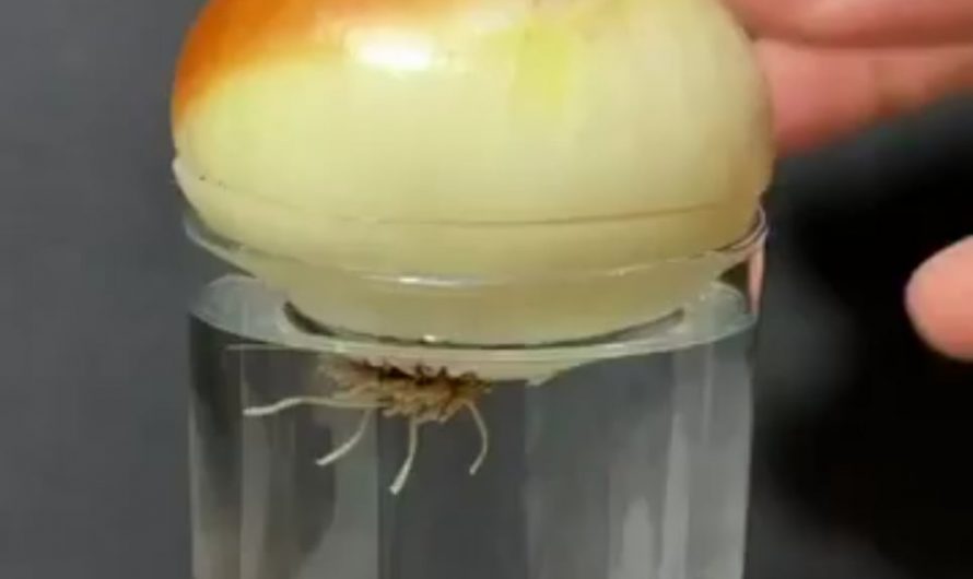 Half minute timelapse showing onion greens growing at home in 25 days.