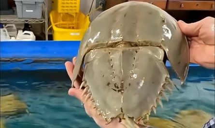 Horseshoe crabs are often called living fossils because they have remained almost unchanged for over 450 million years, appearing long before dinosaurs and surviving their extinction