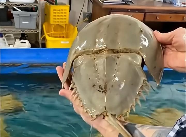 Horseshoe crabs are often called living fossils because they have remained almost unchanged for over 450 million years, appearing long before dinosaurs and surviving their extinction