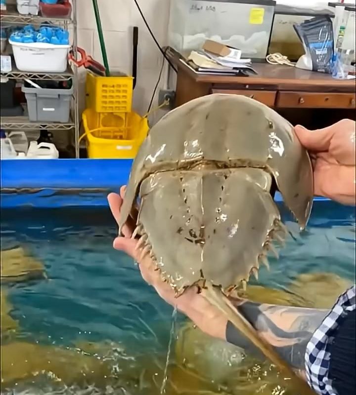 Horseshoe crabs are often called living fossils because they have remained almost unchanged for over 450 million years, appearing long before dinosaurs and surviving their extinction
