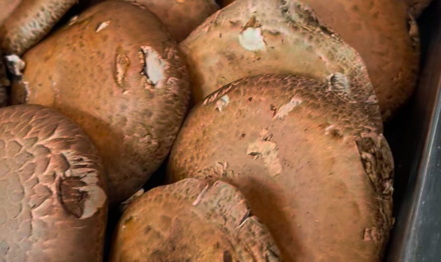 Hot oil on mushrooms