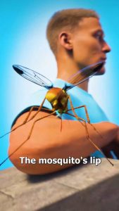How a mosquito needle works