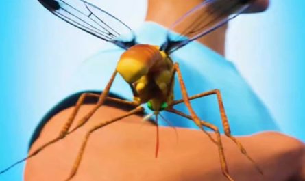 How a mosquito needle works