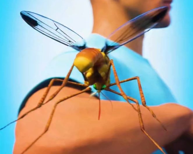 How a mosquito needle works