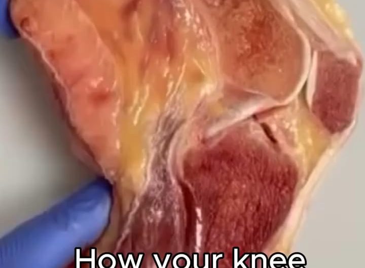 How your knee works