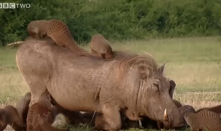 Huge warthog getting “spa treatment” from a troop of mongooses in win-win symbiotic relationship called mutualism.