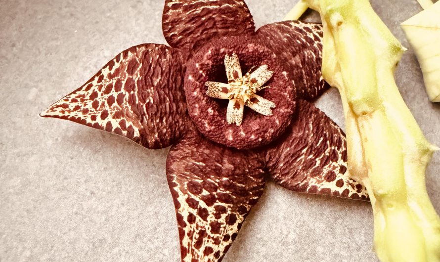 I have a Stapelia flower blooming right now. Every flower has a unique pattern, comparable to a fingerprint!