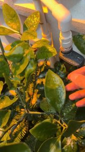 Ice formed on the surface of a leaf.