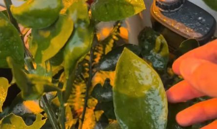Ice formed on the surface of a leaf.