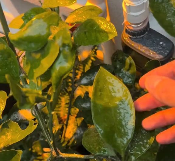 Ice formed on the surface of a leaf.