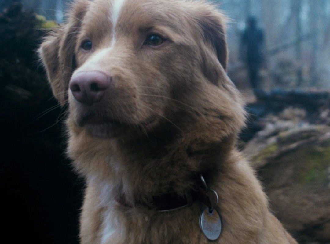 Indy the Dog has just made history as the first animal ever to win Best Performance in a Horror/Thriller at the Astra Film Awards!