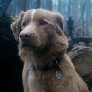 Indy the Dog has just made history as the first animal ever to win Best Performance in a Horror/Thriller at the Astra Film Awards!