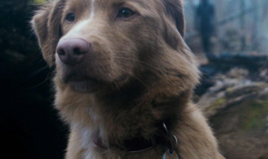 Indy the Dog has just made history as the first animal ever to win Best Performance in a Horror/Thriller at the Astra Film Awards!