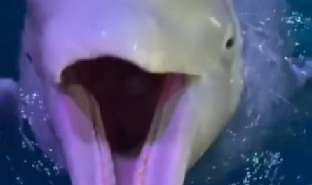 Interesting facts about Beluga whales