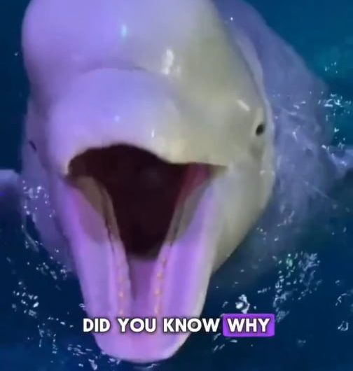 Interesting facts about Beluga whales